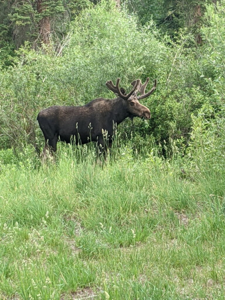 Moose